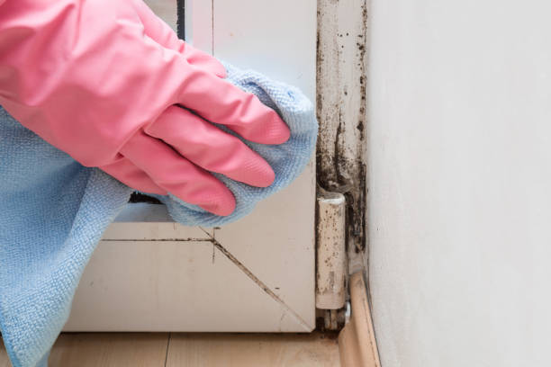 Best Environmental Consulting for Mold Prevention  in Penn Estates, PA